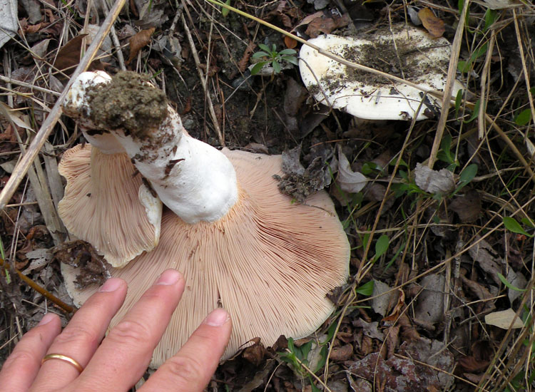 Leucopaxillus rhodoleucus ?